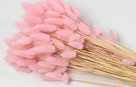 Lagurus Pastel Pink 65cm