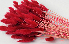 Lagurus Red 65cm