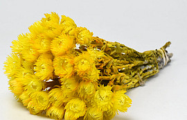 Helichrysum Vestitum Geel