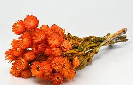 Helichrysum Vestitum Orange