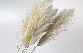 Pampas grass 110cm