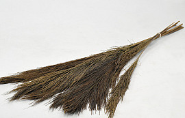 Broom Grass 100gr.