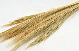 Broom Grass 100gr. Bleached