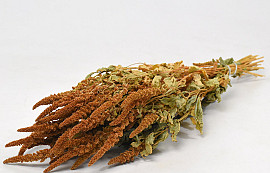 Amaranthus Orange 70cm