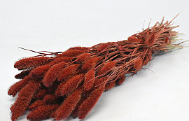 Setaria Rusty Red 65cm