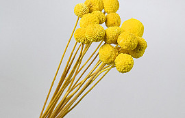 Craspedia Jaune 15pcs 40cm