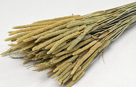 Phleum Pratensis 100gr.