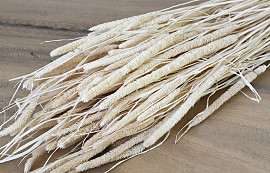 Phleum Blanchi 100gr. 