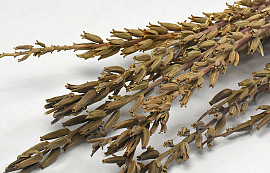 Nicotiana 10pcs 100cm