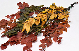 Feuille de Hêtre Mix 80cm 150gr.