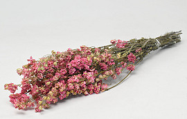 Delphinium Pink 60cm
