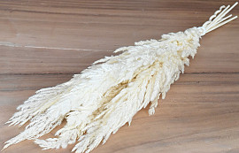 Pampas gras 8st Gebleekt 60cm