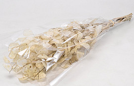 Lunaria Peeled 70cm