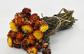 Bouquet Helichrysum Orange 45cm