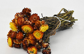 Helichrysum Orange 45cm