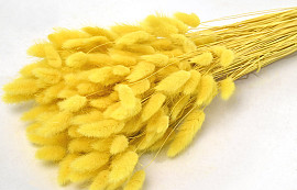 Lagurus Yellow 65cm