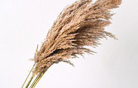 Pampas grass 100cm 10pcs