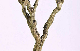 Lilac Trunk 60-80cm