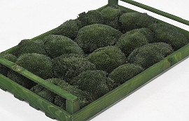 Cushion Moss Dark Green (Crate 38x58cm)