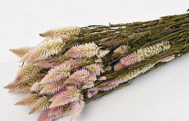 Celosia Pink 50cm