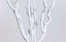 Bois de Lila blanc 50-70cm