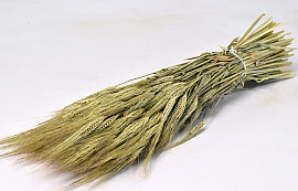 Barley 65cm