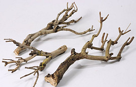 Flieder Holz 20-25cm