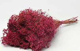 Broom Bloom Pink 50cm