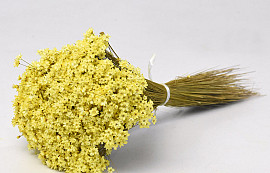 Glixia (50gr) Yellow 30cm