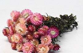 Bouquet Helichrysum Rose 45cm