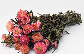 Bouquet Helichrysum salmon 45cm