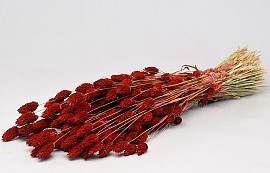 Bouquet Phalaris Rouge 70cm