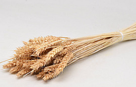 Triticum Beige (wheat) 70cm