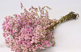 Limonium 45cm Rose Clair