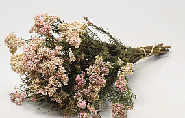 Rice Flower 40cm