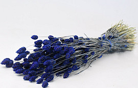 Bouquet Phalaris Bleu 70cm