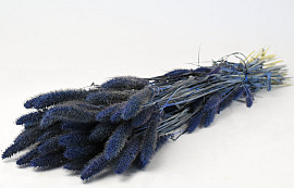 Bouquet Setaria Bleu 65cm