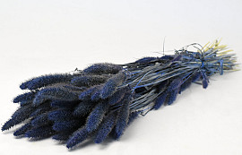 Setaria Blue 65cm