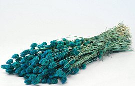 Bouquet Phalaris Bleu Pétrole 70cm