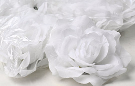 Rosa Weiß D10cm