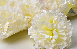 Carnation Cream D9cm 