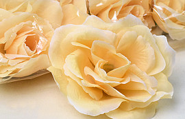 Rosa Sanftes Gelb D10cm 