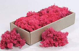 Islandmoos Fuchsia 500Gr.