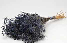 Broom Bloom Blue 50cm