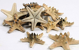Starfish Rhino 15pcs.