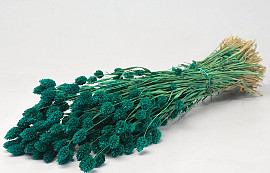 Bouquet Phalaris Vert Émeraude 70cm