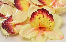 Orchidée Jaune D14cm