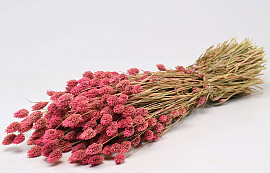 Bouquet Phalaris Rose 70cm
