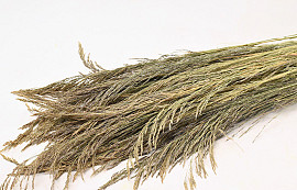 Silvergrass 110cm 200gr.