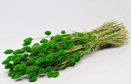 Phalaris Green 70cm